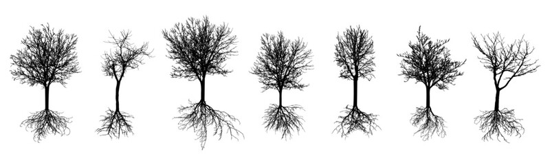Bare trees with roots. Silhouettes of beautiful deciduous trees with bare branches, set. Vector illustration