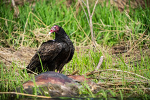 Turkey Vulture Near White-tailed Deer Carcass Along The St. Lawrence River.