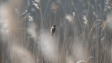 Bird In The Reeds