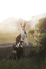 Portrait of two stray puppy dogs in the field.