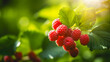 © Gautier Normand - Gros plan sur des framboises rouges avec des feuilles vertes dans un jardin bio.