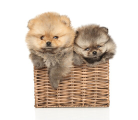 Sticker - Two Pomeranian puppies sitting on a white background