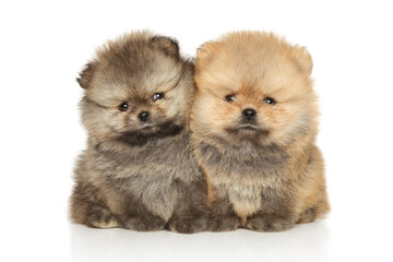 Wall Mural - Two Pomeranian puppies lie on a white background