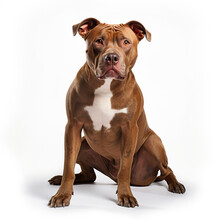 American Pit Bull Terrier Purebred Dog Sitting On White Background Looking Forward At Camera 