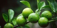 Lime Symphony: Delight In The Bunches Of Tangy Goodness Hanging On The Tree