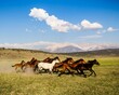 Galloping Wild Mustang Herd