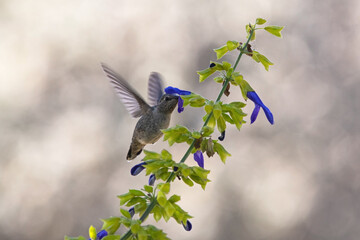 Wall Mural - Anna's Hummingbnird Female Feeding on Purple Limelight Sage Flowers