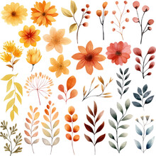 Autumn Leaves Flowers Element Watercolor Vector Illustration
