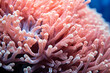 close up of a beautiful sea coral