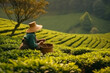 Female worker picking tea leaves on green plantation. Woman work on Tea farm harvest