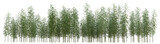 Fototapeta Fototapety do sypialni na Twoją ścianę - Evergreen Moso bamboo trees in nature, Tropical forest isolated on transparent background - PNG file, 3D rendering illustration