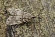 Closeup on the pale colored carambid moth, Little grey, Eudonia lacustrata, sitting on wood