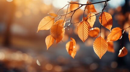 Poster - Autumn colorful bright leaves swinging in a tree in autumnal park. Autumn colorful background, fall backdrop