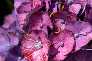 Wall Mural - Macro image, pink hydrangea flower background