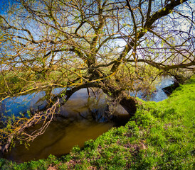 Wall Mural - Old willow tree on the shore of Strypa river, Ukraine, Europe. Funtastic spring scene of green meadow. Beauty of nature concept background.