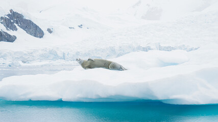 A weddell seal relaxes happily on an iceberg in the Antarctic peninsula.