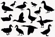 Vector Silhouette Set Of Detailed Quality Duck, Goose And Baby Duck In Farm

