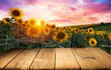 Sunflower On The Wooden Table. Sunflower Field Landscape And Sunset Mountains. High Quality Photo