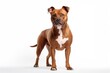 American Staffordshire Terrier Dog Stands On A White Background