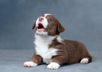 Wall Mural - Cute little welsh corgi cardigan puppy. Funny red puppy