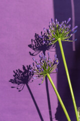 Wall Mural - Blue agapanthus flower on striped paper violet background with sun shadows. Close up