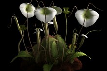 White Carnivorous Plant 3D Model. Generative AI