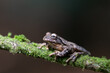 brown frog sitting on a lichen-covered branch Costa Rica rainforest