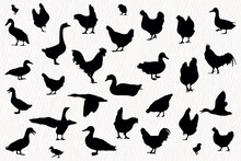 Vector Silhouette Set Of Chickens - Hens, Poultry, Roosters, Cock, Baby, Duck, Goose Chicks In Farm