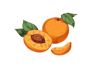 Sticker - Fresh apricots and leaf, vintage drawing. Fruit, wedge slice, cut half with seed, kernel and whole food in retro detailed style. Realistic hand-drawn vector illustration isolated on white background