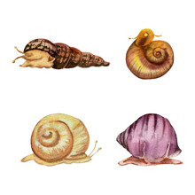 Hand Drawn Watercolor Aquarium Snail Shell Sealife, Ramhorn Melania. Marine Exotic Underwater Illustration. Isolated Object On White Background. Design Shops, Brochure, Print, Card, Wall Art, Textile.