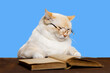 The cat with glasses squinted and stares at the book, blue background