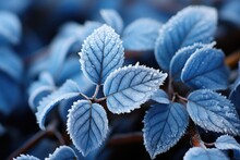 Close-up Of Frost-covered Leaves - Stock Photography Concepts