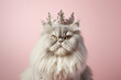 Grumpy Persian cat with crown on pastel pink background.
