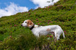 Istrian shorthaired hound in the austrian alps in summer