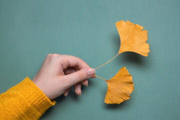Wall Mural - beautiful female hand in a yellow knitted sweater holds yellow autumn leaves, cozy autumn background