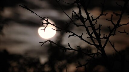 Wall Mural - Full moon on a dark cloudy night in the branches of a tree without leaves, an spooky feeling like thriller and horror films, Halloween style. Real shooting
