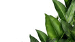 compotition of banana leaves on white background for advertising.