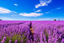 Wander Through An Expansive Lavender Field Where The Sky Meets Blooms Offering A Vibrant Canvas For Products Or Messages