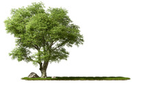 Copy-space Cut Out Greenery Big Trees On Grassy Transparent Backgrounds 3d Rendering Png File