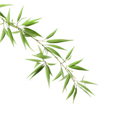  Bamboo leaves isolated on transparent background