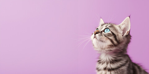 Wall Mural - Cute banner with a cat looking up on solid purple background