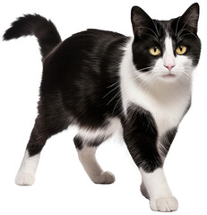 Wall Mural - Cute walking black-and-white cat isolated on a white background as transparent PNG, animal