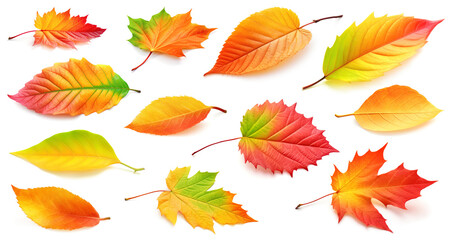 Wall Mural - collection of multicolored leaves of autumn trees and shrubs isolated on white background