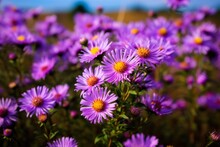 New England Aster: Wildflower Beauty In A Meadow Field With Purple Bloom. Generative AI