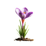Crocus flower. isolated object, transparent background
