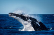 © William - A Humpback Whale breaching off Sydney Harbour