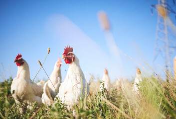 Wall Mural - Field, farming and chickens in grass with blue sky in green countryside, free range agriculture and sunshine. Poultry farm, sustainability and freedom, birds in nature and animals with natural growth