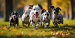 dogs playing in the field, group of puppies, group of dogs, Socializing Dogs in a Group