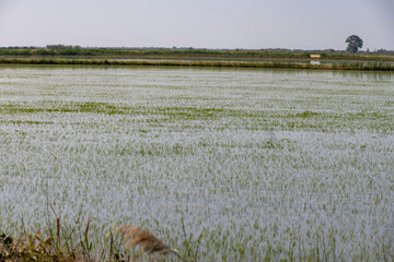 Cultivation of rice cereals in Camargue, Provence, France. Rice plants growing on organic farm fields.