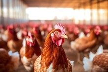 Laying Hens In A Blurred Poultry Farm Interior Background, Generative Ai